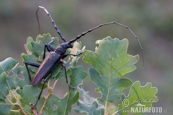 Cerambyx cerdo