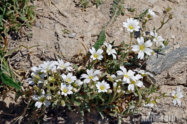 Cerastium arvense