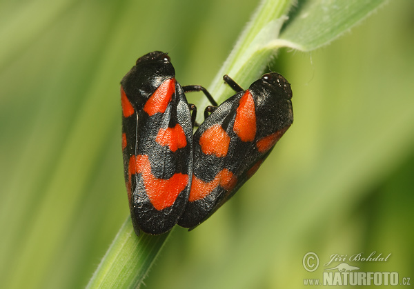 Cercopis sanguinolenta