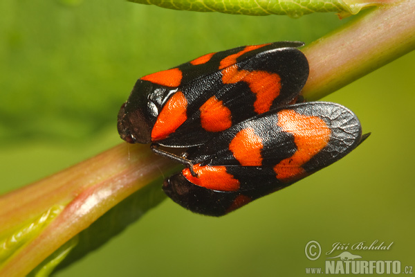 Cercopis sanguinolenta