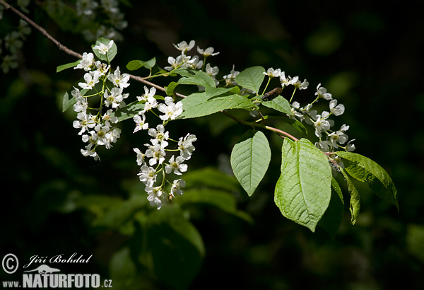 Cerezo de racimos