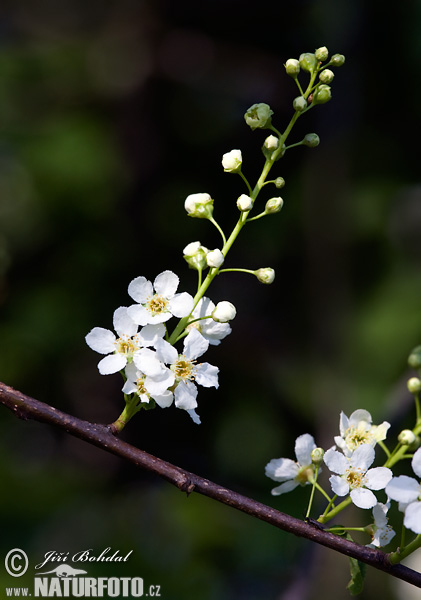 Cerezo de racimos