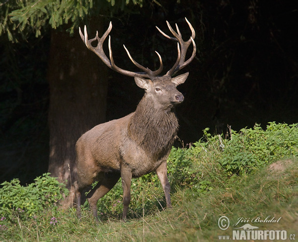 Cerf élaphe