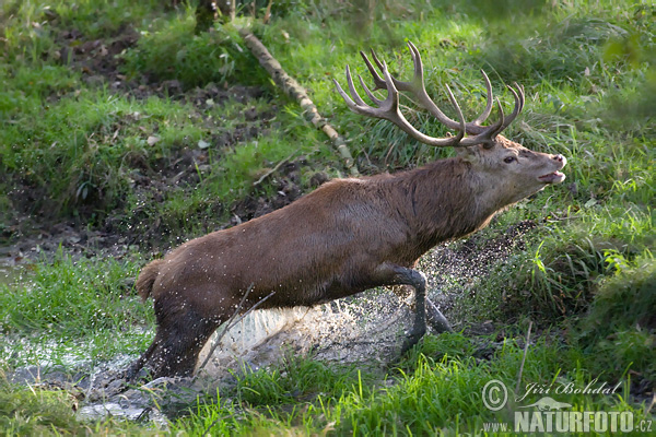 Cerf élaphe