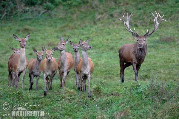 Cerf élaphe