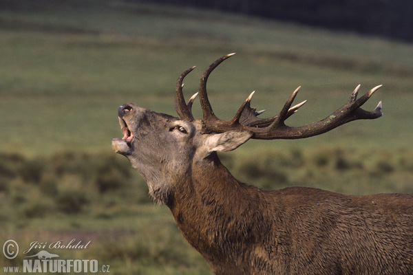 Cerf élaphe