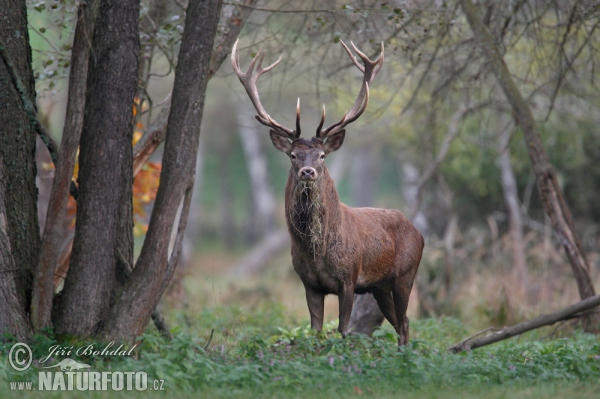 Cerf élaphe