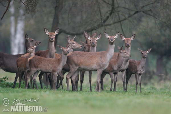 Cerf élaphe