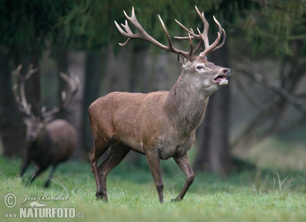 Cerf élaphe