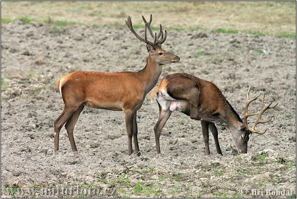 Cerf élaphe