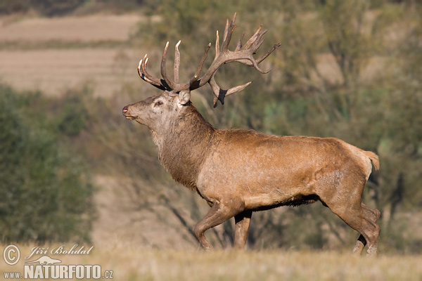 Cerf élaphe