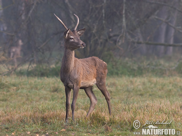 Cerf élaphe