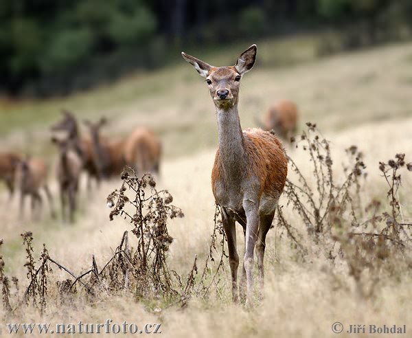 Cerf élaphe