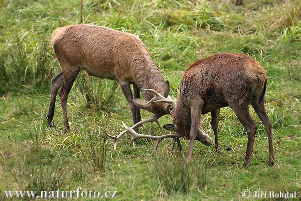 Cerf élaphe