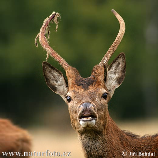 Cerf élaphe