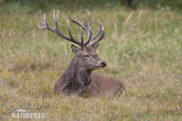 Cerf élaphe