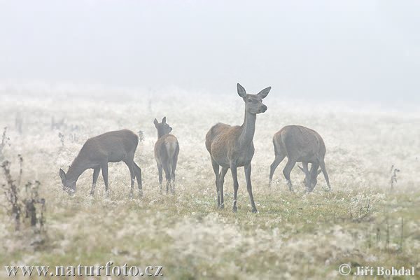 Cerf élaphe