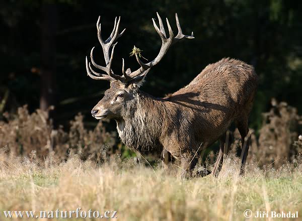 Cerf élaphe