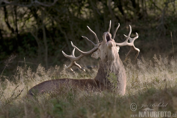 Cerf élaphe