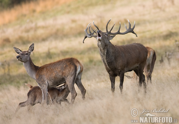 Cerf élaphe