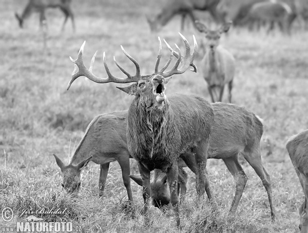 Cerf élaphe