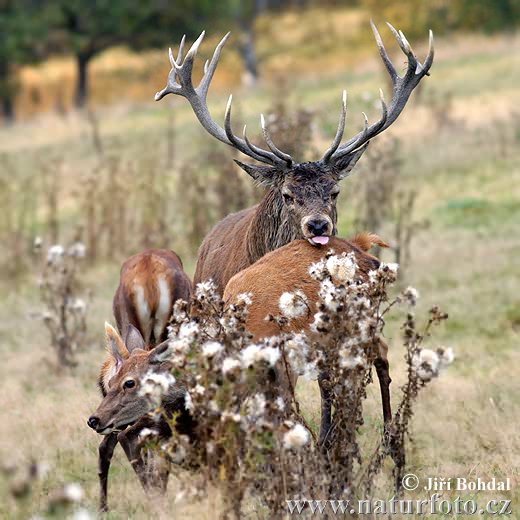 Cerf élaphe