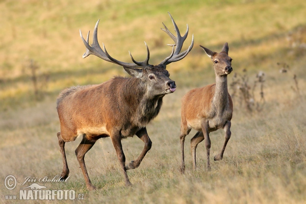 Cerf élaphe