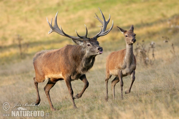 Cerf élaphe