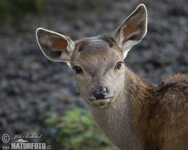 Cerf élaphe