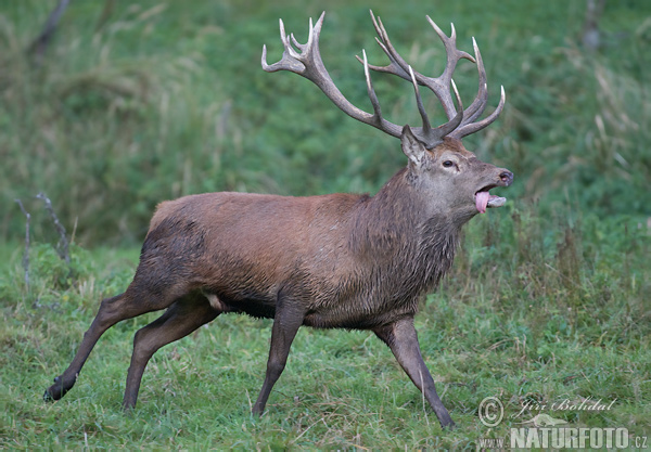 Cervus elaphus