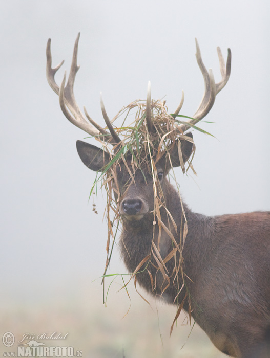 Cervus elaphus