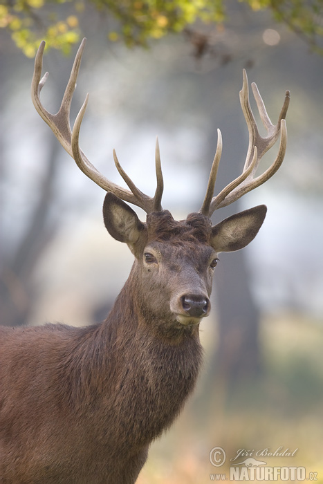 Cervus elaphus