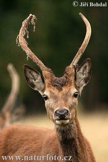 Cervus elaphus