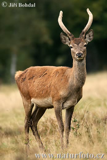 Cervus elaphus