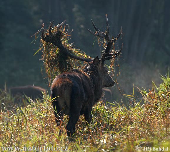 Cervus elaphus