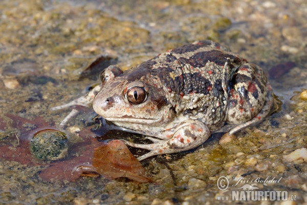 Česnakė