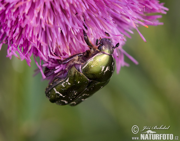 Cetonia aurata