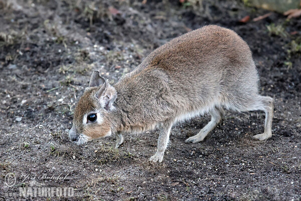 Chacoan Mara (Dolichotis salinicola)