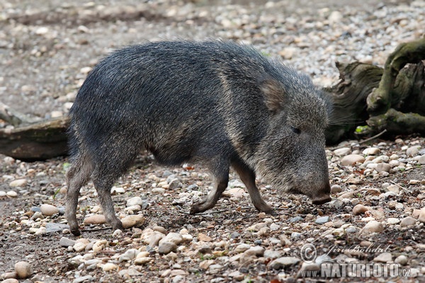 Chacoan peccary (Catagonus wagneri)