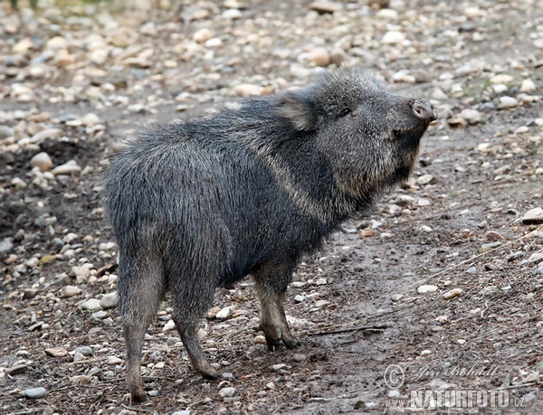 Chacoan peccary (Catagonus wagneri)