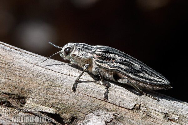 Chalcophora mariana