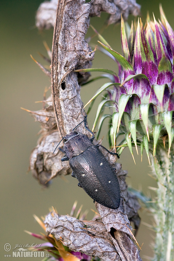 Chalcophorella stigmatica