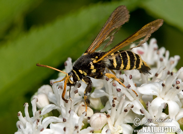 Chamaesphecia sp.