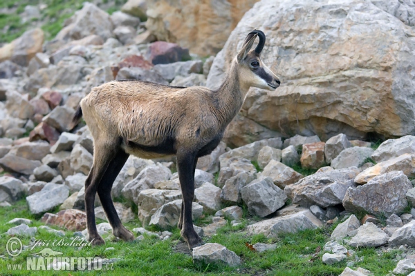 Chamois (Rupicapra rupicapra)