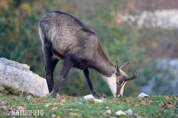 Chamois