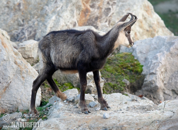 Chamois (Rupicapra rupicapra)