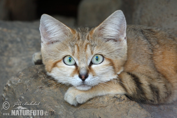 Chat des sables