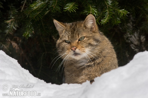 Chat sauvage