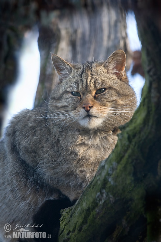 Chat sauvage