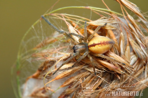 Cheiracanthium erraticum